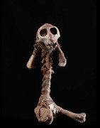 Crane Rituel de singe - Ethnie Bulu - Cameroun / Gabon
