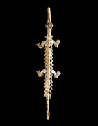 Amulette Jambiere Crocodile - Lobi / Gan - Burkina Faso