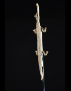 Amulette Jambiere Crocodile - Lobi / Gan - Burkina Faso