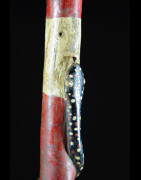 Canne de dignitaire polychrome - Baoule - Côte d'Ivoire - Objets de regalia