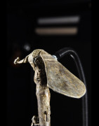 Darba Régalia en bronze - Ashanti - Ghana