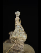 Darba Régalia en bronze - Ashanti - Ghana