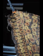 Foulard ou pagne en écorce battue - Dida - Côte Ivoire