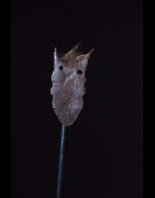 Amulette Ikhoko en bois - Pende - RDC Zaire