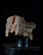 Appuie Nuque Zoomorphe Buffle - Tabwa - Angola
