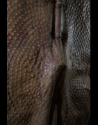Bouclier en cuir repoussé - Nuer - Doudan du Sud / Ethiopie