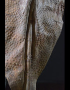 Bouclier en cuir repoussé - Nuer - Doudan du Sud / Ethiopie