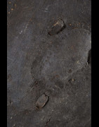 Bouclier en cuir - Konso - Ethiopie