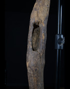 Bouclier en bois - Mumuye - Nigéria