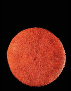 Coiffe Inhloko ancienne - Zoulou - Afrique du sud - Coiffes