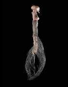 Sceptre de dignitaire - Songye - RDC Zaire - Objets de regalia