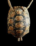 Cloche en carapace Poli - Bashada - Ethiopie