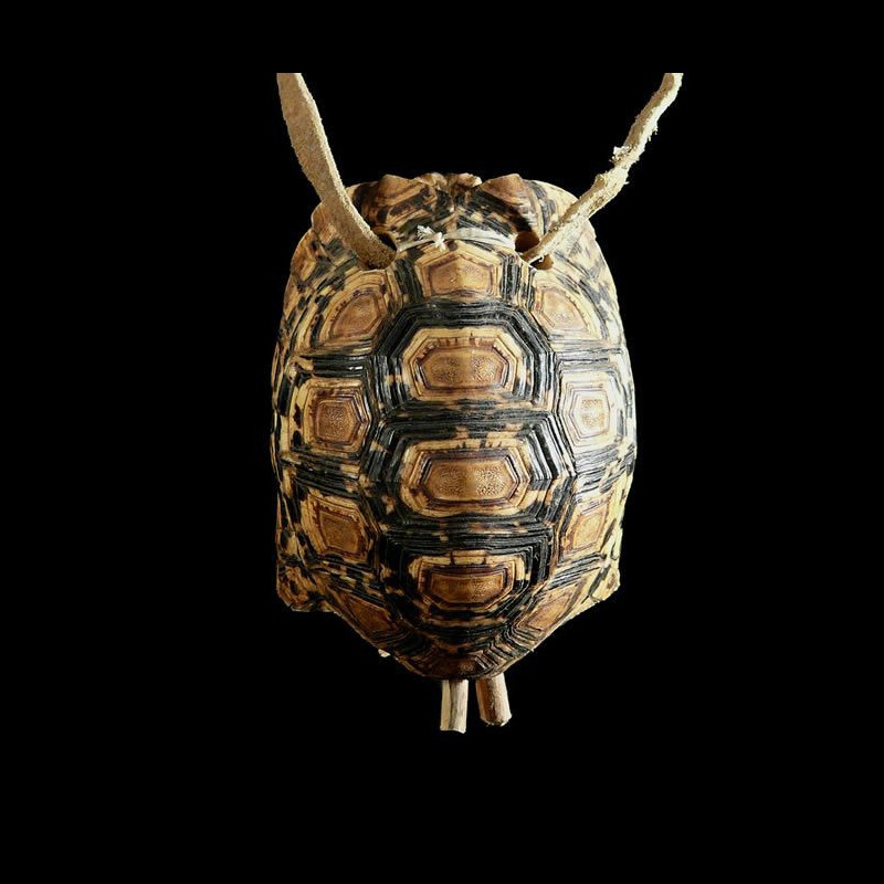 Cloche en carapace Poli - Bashada - Ethiopie
