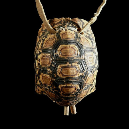 Cloche en carapace Poli - Bashada - Ethiopie