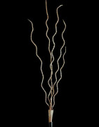 Monnaie primitive Serpent en fer noir - Mumuye - Nigeria