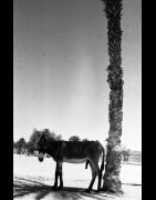 Jose Nicolas - Tirage photo numerote signe - Faya