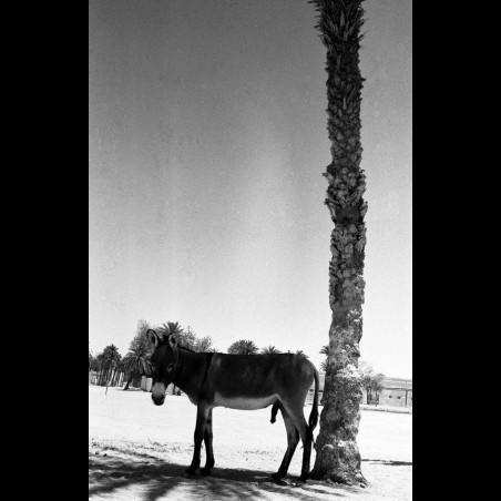 Jose Nicolas - Tirage photo numerote signe - Faya