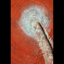 Coiffe Isicholo ancienne - Zoulou - Afrique du sud - Zulu