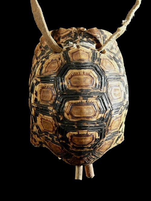 Cloche en carapace Poli - Bashada - Ethiopie