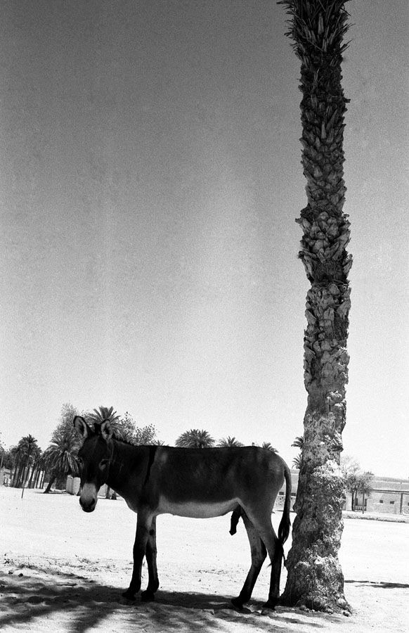 Jose Nicolas - Tirage photo numerote signe - Faya